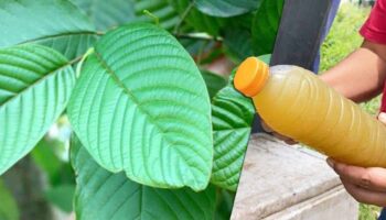 Тайский FDA одобряет использование кратом для здоровья и экономические выгоды