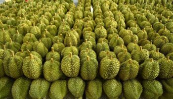 Ужесточение контроля за дурианами