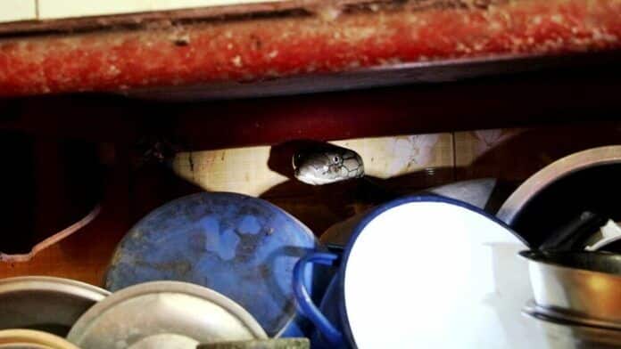 4-метровая королевская кобра заползла на кухню хозяйки Чумпхона