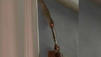 Битва гекконов с сороконожками вызвала безумие счастливых чисел (видео)