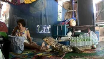 Варан вторгся в дом в Бангкоке, пожилая женщина испугалась (видео)