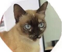 Женщина забыла кошку в машине, кошку заперли на ночь (видео)