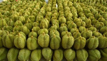 Захвачена земля в Чаченгсао, проданная иностранцам