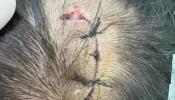 Злобная собака растерзала малыша в Ранонге, мать требует справедливости