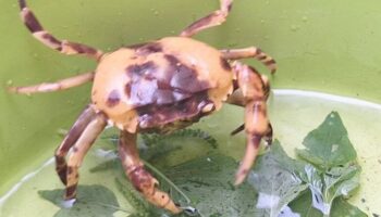 Золотой краб в Пхаяо вызывает лотерейное безумие со счастливыми номерами