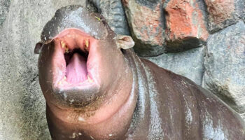 Зоопарк подтверждает хорошее самочувствие Му Дэна и опровергает заявление об эксплуатации