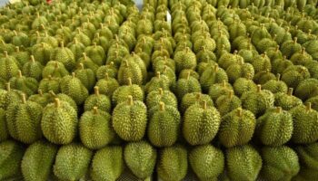 Кислый дуриан: Таиланд обнаружил незаконный захват земли китайскими инвесторами