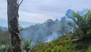 Лесной пожар на Пхукете вызвал панику, прежде чем пожарные смогли локализовать пламя