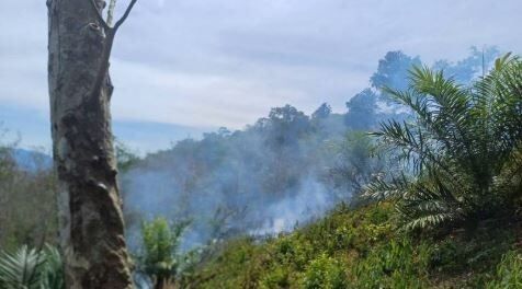 Лесной пожар на Пхукете вызвал панику, прежде чем пожарные смогли локализовать пламя
