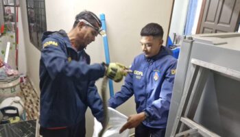 Молодой питон устроил ночной переполох в жилом доме в Чалонге