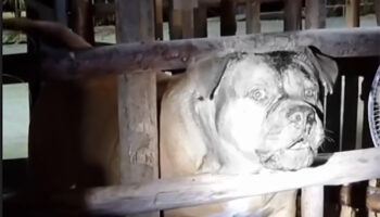 На девочку напал соседский питбуль