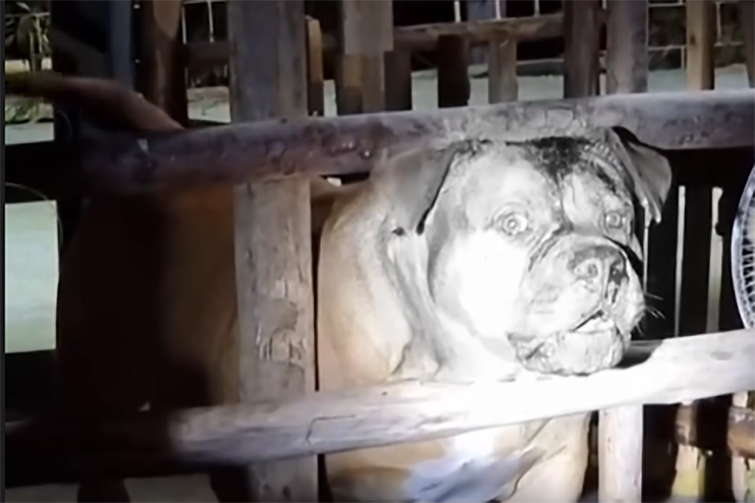 На девочку напал соседский питбуль