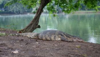 Сложная ситуация: Бангкок обдумывает ситуацию с мониторингом беспорядков в городе