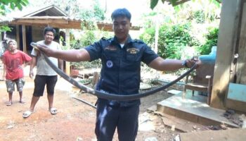 Смертоносная кобра, пойманная в Транге, разыграла джекпот местной лотереи eye