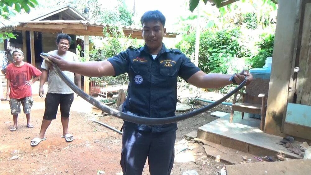 Смертоносная кобра, пойманная в Транге, разыграла джекпот местной лотереи eye