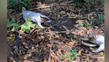 Хладнокровная схватка: отважные собаки убивают змею в тайском саду