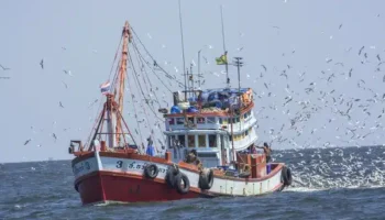 Чистая прибыль: запрет на вылов рыбы увеличит морскую флору и фауну в Таиланде