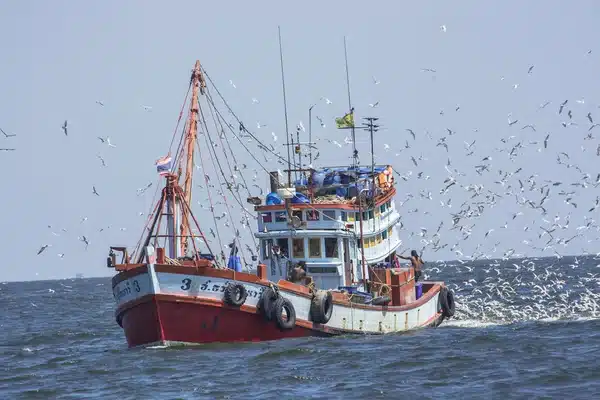 Чистая прибыль: запрет на вылов рыбы увеличит морскую флору и фауну в Таиланде