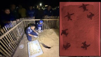 Шесть морских черепашек появились на свет в провинции Пханг-Нга