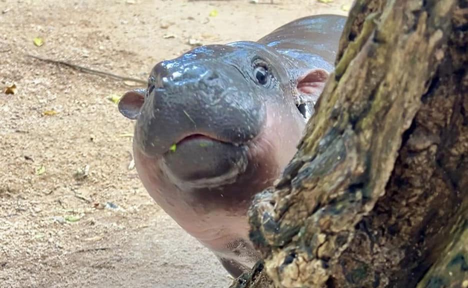 PETA предупреждает туристов держаться подальше от тайского Му Денга (видео)