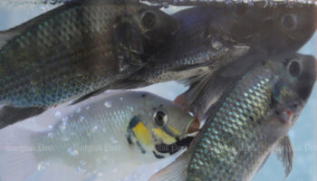 Дополнительные средства для борьбы с инвазивным рыбным бедствием