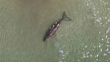 Дюгони умирают, когда высыхает морская трава