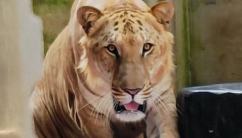 Полиция провела рейд по незаконному изъятию диких животных в роскошном доме Сонгкхла