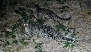 Редких леопардов видели в национальном парке