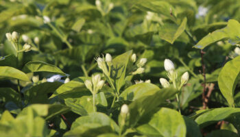 Тайские парфюмеры призвали использовать местные растения