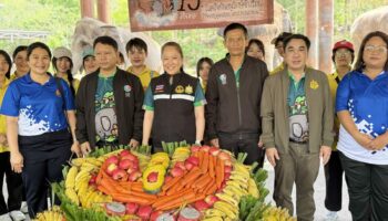 Тайский день слона отпраздновали фуршетом для старейшего слона