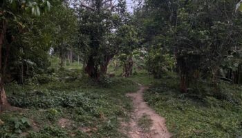 Тайский мужчина позвонил жене перед тем, как пропасть на горе Пхукет