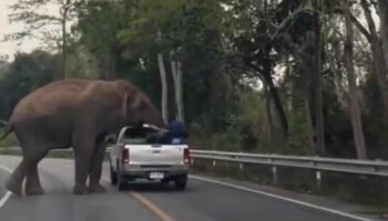 Ужас на магистральной дороге: гигантская ярость, когда слон выбрасывает человека из пикапа (видео)