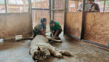 Финальный рев: Любимый белый тигр "Солнце" уходит из жизни после борьбы с раком