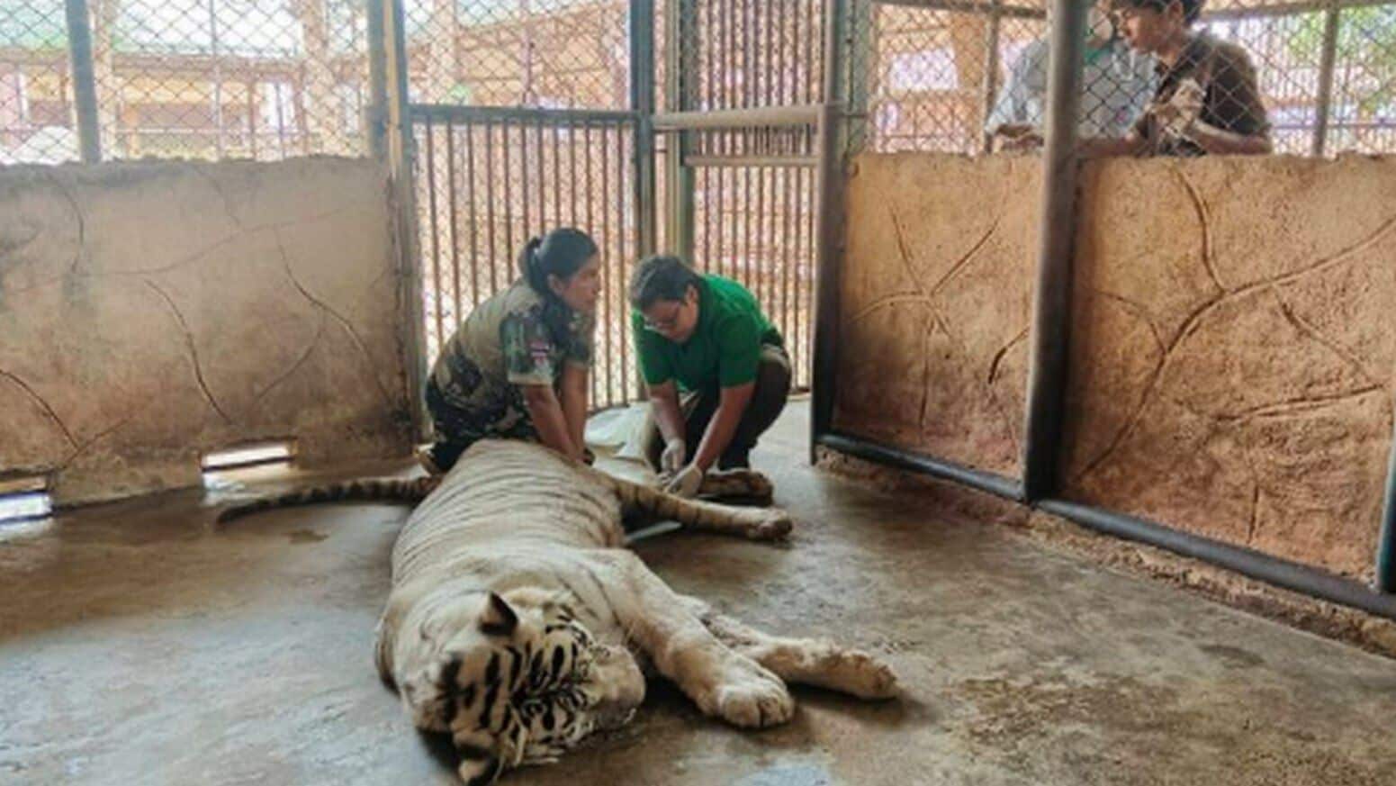 Финальный рев: Любимый белый тигр "Солнце" уходит из жизни после борьбы с раком