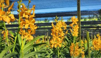 Цветущий бриллиант: Таиланд зарабатывает миллиарды на экспорте орхидей