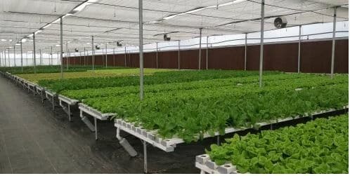 4 индийца попались на контрабанде гидропонных травок из Бангкока