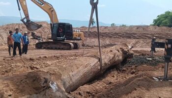 Древнее дерево Такиан, обнаруженное в лотерейном безумии Пхетчабун Спаркс