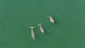 Дюгони, "процветающие" у островов Транг