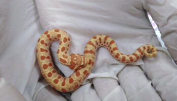 Кабинет министров Таиланда одобрил экспорт змей