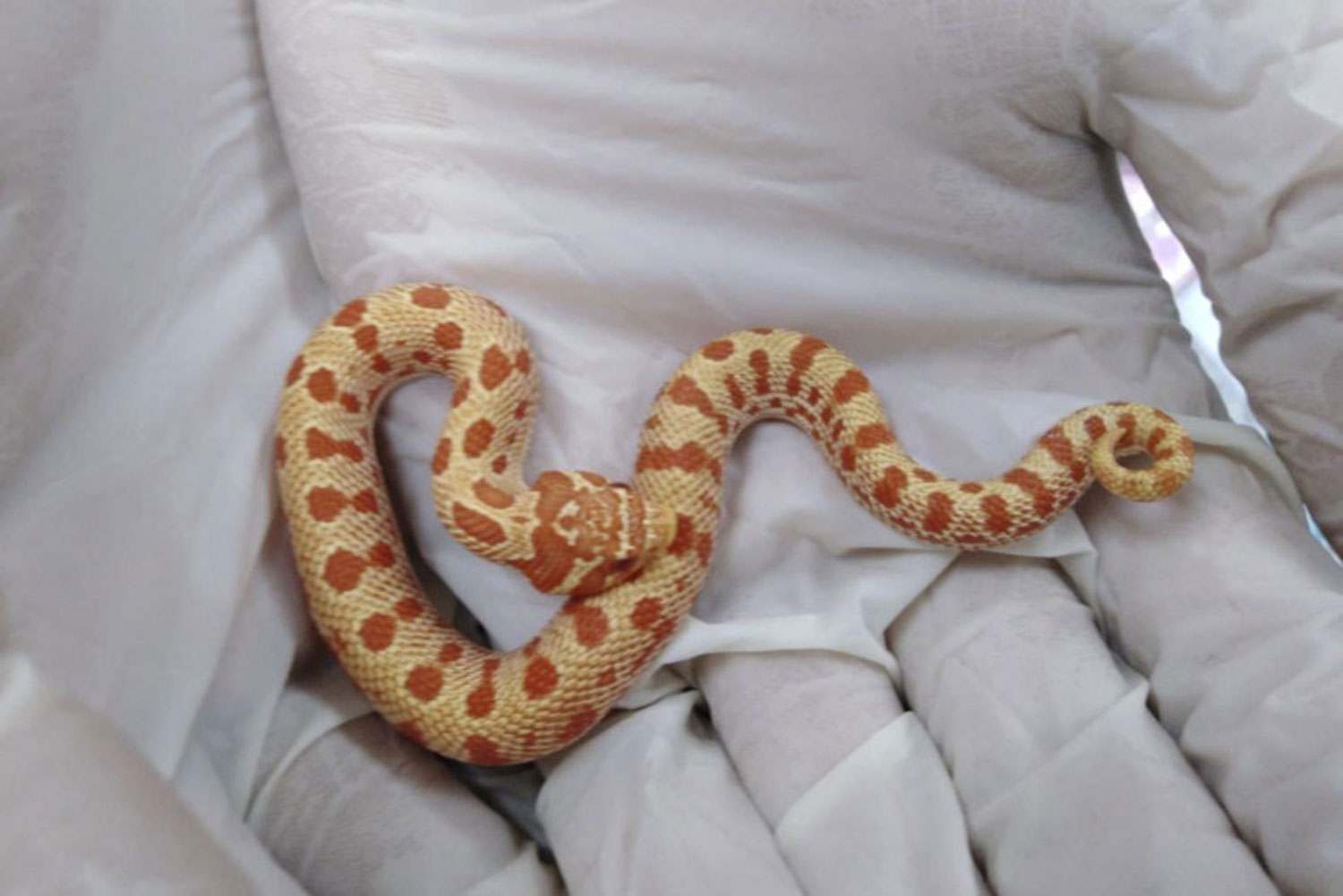 Кабинет министров Таиланда одобрил экспорт змей