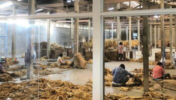 Кафе в Чиангмае обвинили в создании "человеческого зоопарка’ на фоне критики