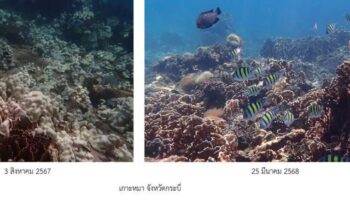 Морской департамент заявляет об успехе в спасении обесцвеченных кораллов
