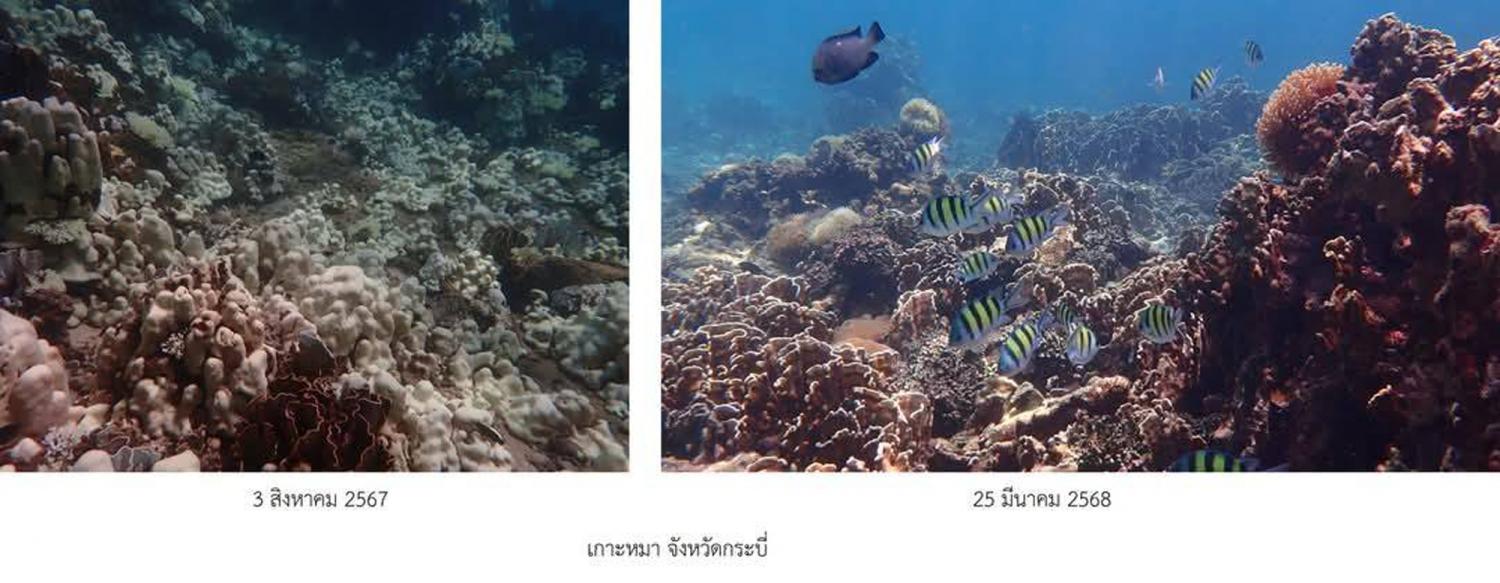 Морской департамент заявляет об успехе в спасении обесцвеченных кораллов