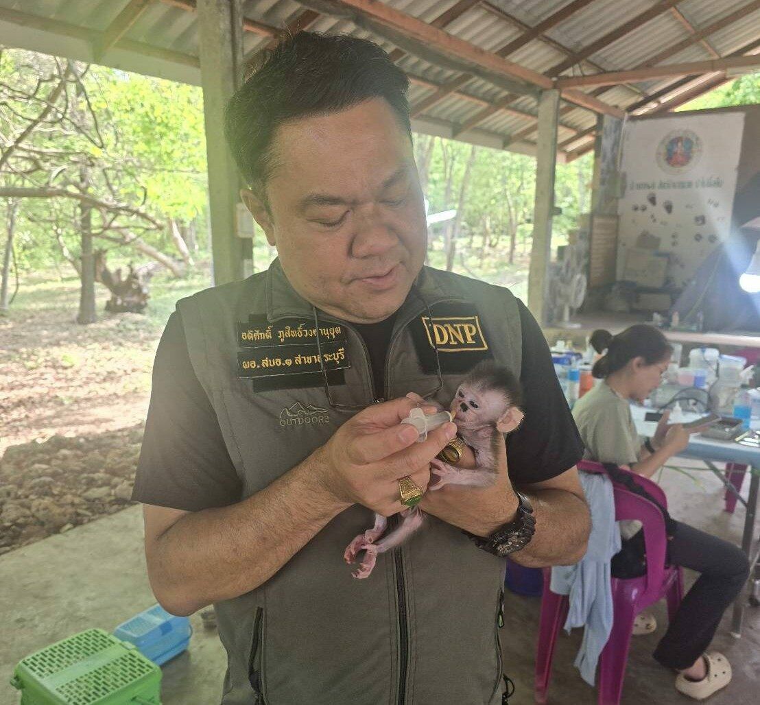 Обезьяний погром: почти 300 обезьян были стерилизованы во время разгона в Лопбури