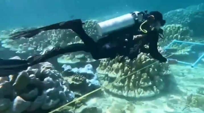 Острова Пхи-Пхи вновь открывают возможности для сноркелинга и дайвинга после восстановления кораллов