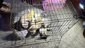 Пожар опустошил дом в Аюттхае, погибло множество домашних животных