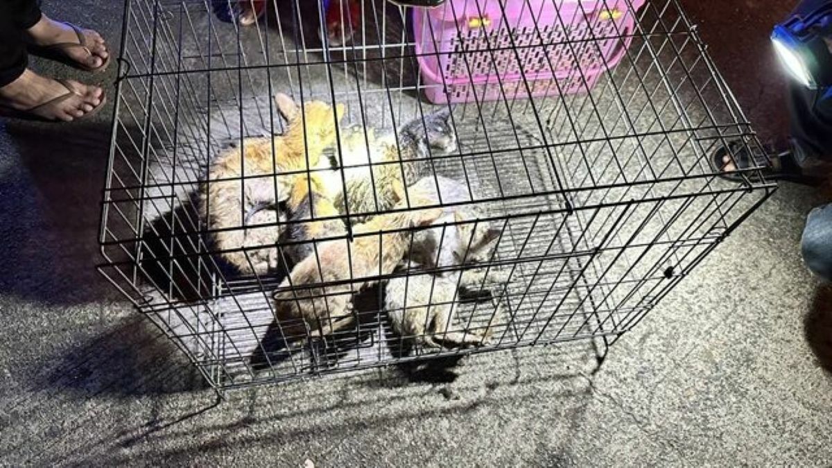 Пожар опустошил дом в Аюттхае, погибло множество домашних животных