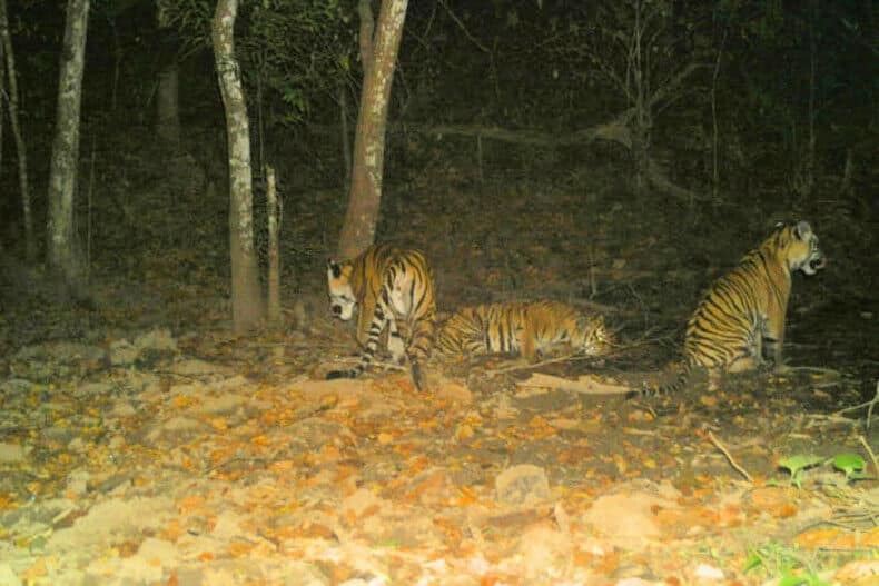 Поза в полоску: редкая фотосессия тигрицы и ее детенышей в джунглях затмила все остальные.