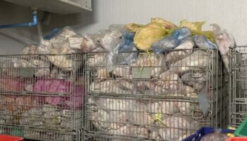 Рейд тайской полиции выявил незаконные свиные туши в Патхумтхани