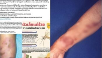 Смертельная тропическая москитная муха стоит за смертельными случаями лихорадки в Таиланде